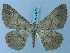  ( - BC ZSM Lep 74750)  @11 [ ] CreativeCommons - Attribution Non-Commercial Share-Alike (2015) Axel Hausmann/Bavarian State Collection of Zoology (ZSM) SNSB, Zoologische Staatssammlung Muenchen