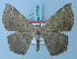  ( - BC ZSM Lep 74756)  @11 [ ] CreativeCommons - Attribution Non-Commercial Share-Alike (2015) Axel Hausmann/Bavarian State Collection of Zoology (ZSM) SNSB, Zoologische Staatssammlung Muenchen