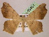  ( - BC ZSM Lep 05461)  @11 [ ] CreativeCommons - Attribution Non-Commercial Share-Alike (2010) Unspecified SNSB, Zoologische Staatssammlung Muenchen