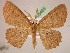  (Cyclophora ordinata - BC ZSM Lep 05465)  @15 [ ] CreativeCommons - Attribution Non-Commercial Share-Alike (2010) Unspecified SNSB, Zoologische Staatssammlung Muenchen