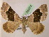 ( - BC ZSM Lep 05474)  @14 [ ] CreativeCommons - Attribution Non-Commercial Share-Alike (2010) Unspecified SNSB, Zoologische Staatssammlung Muenchen