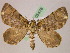  ( - BC ZSM Lep 05476)  @14 [ ] CreativeCommons - Attribution Non-Commercial Share-Alike (2010) Unspecified SNSB, Zoologische Staatssammlung Muenchen