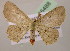  (Cyclophora urcearia - BC ZSM Lep 05488)  @14 [ ] CreativeCommons - Attribution Non-Commercial Share-Alike (2010) Unspecified SNSB, Zoologische Staatssammlung Muenchen