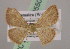  ( - BC ZSM Lep 05503)  @13 [ ] CreativeCommons - Attribution Non-Commercial Share-Alike (2010) Unspecified SNSB, Zoologische Staatssammlung Muenchen