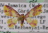  ( - BC ZSM Lep 05521)  @13 [ ] CreativeCommons - Attribution Non-Commercial Share-Alike (2010) Unspecified SNSB, Zoologische Staatssammlung Muenchen
