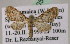  (Eupithecia AH02Ja - BC ZSM Lep 05525)  @14 [ ] CreativeCommons - Attribution Non-Commercial Share-Alike (2010) Unspecified SNSB, Zoologische Staatssammlung Muenchen