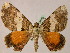  (Obila catocalariaAH01 - BC ZSM Lep 05546)  @11 [ ] CreativeCommons - Attribution Non-Commercial Share-Alike (2010) Unspecified SNSB, Zoologische Staatssammlung Muenchen