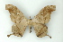  (Dysdaemonia australoboreas - BC ZSM Lep 15493)  @15 [ ] CreativeCommons - Attribution Non-Commercial Share-Alike (2010) Unspecified SNSB, Zoologische Staatssammlung Muenchen