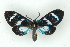  (Agyrtidia - BC ZSM Lep 15502)  @14 [ ] CreativeCommons - Attribution Non-Commercial Share-Alike (2010) Unspecified SNSB, Zoologische Staatssammlung Muenchen