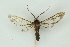  ( - BC ZSM Lep 15528)  @13 [ ] CreativeCommons - Attribution Non-Commercial Share-Alike (2010) Unspecified SNSB, Zoologische Staatssammlung Muenchen