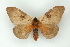  ( - BC ZSM Lep 15534)  @13 [ ] CreativeCommons - Attribution Non-Commercial Share-Alike (2010) Unspecified SNSB, Zoologische Staatssammlung Muenchen