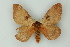  ( - BC ZSM Lep 15560)  @13 [ ] CreativeCommons - Attribution Non-Commercial Share-Alike (2010) Unspecified SNSB, Zoologische Staatssammlung Muenchen
