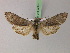  ( - BC ZSM Lep 22034)  @12 [ ] CreativeCommons - Attribution Non-Commercial Share-Alike (2010) Unspecified SNSB, Zoologische Staatssammlung Muenchen