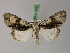  ( - BC ZSM Lep 22050)  @14 [ ] CreativeCommons - Attribution Non-Commercial Share-Alike (2010) Unspecified SNSB, Zoologische Staatssammlung Muenchen