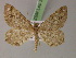  ( - BC ZSM Lep 22064)  @14 [ ] CreativeCommons - Attribution Non-Commercial Share-Alike (2010) Unspecified SNSB, Zoologische Staatssammlung Muenchen