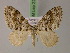  ( - BC ZSM Lep 22077)  @13 [ ] CreativeCommons - Attribution Non-Commercial Share-Alike (2010) Unspecified SNSB, Zoologische Staatssammlung Muenchen