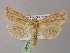  ( - BC ZSM Lep 22281)  @14 [ ] CreativeCommons - Attribution Non-Commercial Share-Alike (2010) Unspecified SNSB, Zoologische Staatssammlung Muenchen