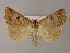  ( - BC ZSM Lep 22296)  @13 [ ] CreativeCommons - Attribution Non-Commercial Share-Alike (2010) Unspecified SNSB, Zoologische Staatssammlung Muenchen