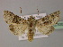  ( - BC ZSM Lep 22300)  @14 [ ] CreativeCommons - Attribution Non-Commercial Share-Alike (2010) Unspecified SNSB, Zoologische Staatssammlung Muenchen