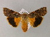  ( - BC ZSM Lep 22307)  @14 [ ] CreativeCommons - Attribution Non-Commercial Share-Alike (2010) Unspecified SNSB, Zoologische Staatssammlung Muenchen