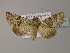 ( - BC ZSM Lep 22311)  @14 [ ] CreativeCommons - Attribution Non-Commercial Share-Alike (2010) Unspecified SNSB, Zoologische Staatssammlung Muenchen