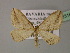  (Orthonama - BC ZSM Lep 22316)  @15 [ ] CreativeCommons - Attribution Non-Commercial Share-Alike (2010) Unspecified SNSB, Zoologische Staatssammlung Muenchen