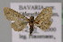 ( - BC ZSM Lep 22326)  @13 [ ] CreativeCommons - Attribution Non-Commercial Share-Alike (2010) Unspecified SNSB, Zoologische Staatssammlung Muenchen