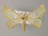 ( - BC ZSM Lep 22351)  @13 [ ] CreativeCommons - Attribution Non-Commercial Share-Alike (2010) Unspecified SNSB, Zoologische Staatssammlung Muenchen