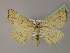  ( - BC ZSM Lep 22356)  @13 [ ] CreativeCommons - Attribution Non-Commercial Share-Alike (2010) Unspecified SNSB, Zoologische Staatssammlung Muenchen