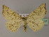  ( - BC ZSM Lep 22357)  @14 [ ] CreativeCommons - Attribution Non-Commercial Share-Alike (2010) Unspecified SNSB, Zoologische Staatssammlung Muenchen
