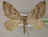  ( - BC ZSM Lep 22368)  @14 [ ] CreativeCommons - Attribution Non-Commercial Share-Alike (2010) Unspecified SNSB, Zoologische Staatssammlung Muenchen