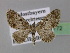  ( - BC ZSM Lep 22772)  @13 [ ] Copyright (2010) Unspecified SNSB, Zoologische Staatssammlung Muenchen