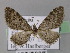  (Eupithecia silenata - BC ZSM Lep 22778)  @14 [ ] Copyright (2010) Unspecified SNSB, Zoologische Staatssammlung Muenchen