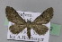  (Eupithecia extraversaria - BC ZSM Lep 22782)  @14 [ ] Copyright (2010) Unspecified SNSB, Zoologische Staatssammlung Muenchen