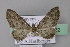  (Eupithecia orphnata - BC ZSM Lep 22812)  @14 [ ] Copyright (2010) Unspecified SNSB, Zoologische Staatssammlung Muenchen