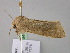  ( - BC ZSM Lep 22846)  @13 [ ] CreativeCommons - Attribution Non-Commercial Share-Alike (2010) Unspecified SNSB, Zoologische Staatssammlung Muenchen