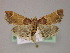  ( - BC ZSM Lep 22858)  @13 [ ] Copyright (2010) Unspecified SNSB, Zoologische Staatssammlung Muenchen
