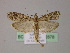  ( - BC ZSM Lep 22878)  @13 [ ] Copyright (2010) Unspecified SNSB, Zoologische Staatssammlung Muenchen
