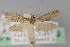  ( - BC ZSM Lep 22899)  @11 [ ] Copyright (2010) Unspecified SNSB, Zoologische Staatssammlung Muenchen