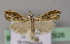  ( - BC ZSM Lep 22926)  @13 [ ] Copyright (2010) Unspecified SNSB, Zoologische Staatssammlung Muenchen