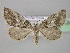  ( - BC ZSM Lep 23634)  @12 [ ] CreativeCommons - Attribution Non-Commercial Share-Alike (2010) Unspecified SNSB, Zoologische Staatssammlung Muenchen