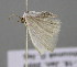  (Lobocleta AH01Ve - BC ZSM Lep 23654)  @13 [ ] CreativeCommons - Attribution Non-Commercial Share-Alike (2010) Unspecified SNSB, Zoologische Staatssammlung Muenchen