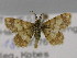  ( - BC ZSM Lep 23662)  @11 [ ] CreativeCommons - Attribution Non-Commercial Share-Alike (2010) Unspecified SNSB, Zoologische Staatssammlung Muenchen