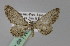  (Eupithecia AH01Tr - BC ZSM Lep 23670)  @11 [ ] CreativeCommons - Attribution Non-Commercial Share-Alike (2010) Unspecified SNSB, Zoologische Staatssammlung Muenchen