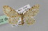  ( - BC ZSM Lep 23671)  @11 [ ] CreativeCommons - Attribution Non-Commercial Share-Alike (2010) Unspecified SNSB, Zoologische Staatssammlung Muenchen