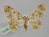 (Charissa AH01Uz - BC ZSM Lep 23673)  @14 [ ] CreativeCommons - Attribution Non-Commercial Share-Alike (2010) Unspecified SNSB, Zoologische Staatssammlung Muenchen
