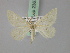  (Charissa adjectaria - BC ZSM Lep 23674)  @15 [ ] CreativeCommons - Attribution Non-Commercial Share-Alike (2010) Unspecified SNSB, Zoologische Staatssammlung Muenchen
