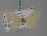  ( - BC ZSM Lep 23805)  @11 [ ] CreativeCommons - Attribution Non-Commercial Share-Alike (2010) Unspecified SNSB, Zoologische Staatssammlung Muenchen