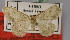  ( - BC ZSM Lep 23807)  @11 [ ] CreativeCommons - Attribution Non-Commercial Share-Alike (2010) Unspecified SNSB, Zoologische Staatssammlung Muenchen