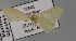  ( - BC ZSM Lep 23808)  @11 [ ] CreativeCommons - Attribution Non-Commercial Share-Alike (2010) Unspecified SNSB, Zoologische Staatssammlung Muenchen